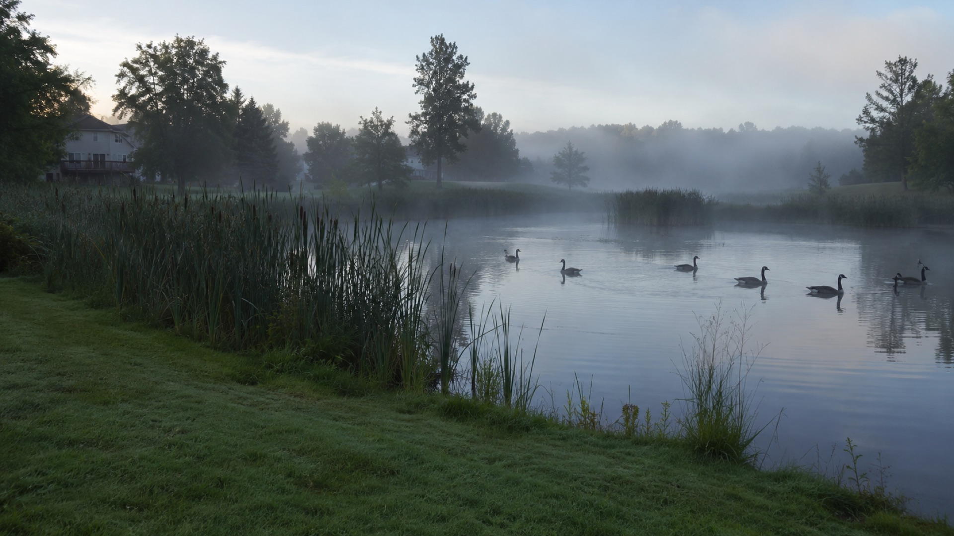 Canada geese on a backyard pond